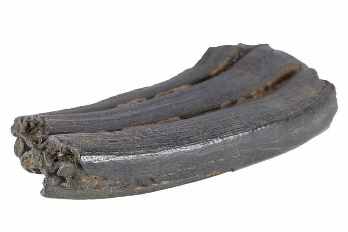 Pleistocene Aged Fossil Horse Tooth - South Carolina #251107